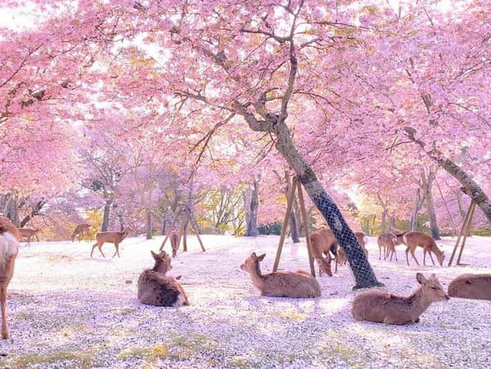 千花与鹿：奈良春季一日游