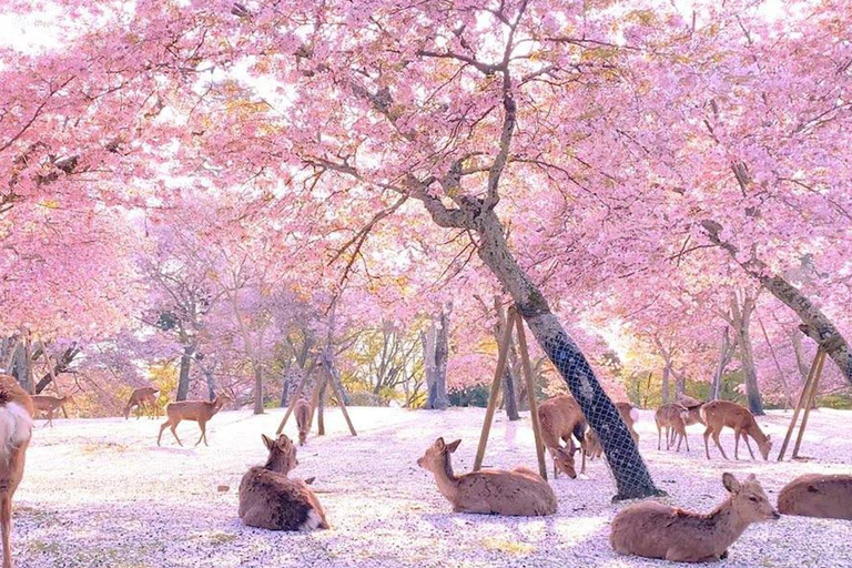 A Thousand Blossoms & Deer: Nara Spring Day Tour