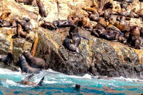Tour dell&#039;isola Palomino: nuotare con i leoni marini e vedere la fauna selvaticaTour dell&#039;isola di Palomino: nuota con i leoni marini e osserva la fauna selvatica