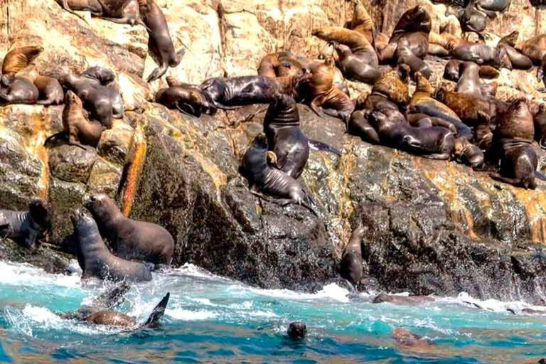 Tour dell&#039;isola Palomino: nuotare con i leoni marini e vedere la fauna selvaticaTour dell&#039;isola di Palomino: nuota con i leoni marini e osserva la fauna selvatica