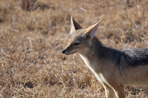 2-Day Ol Pejeta Safari with Chimps & Big Five