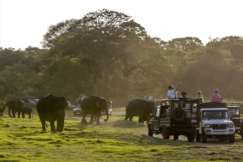 Polonnaruwa forntida stad och viltsafari från Dambulla