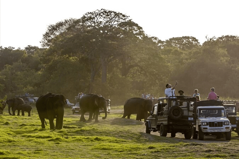 Oude stad Polonnaruwa en wildlife safari vanuit Dambulla