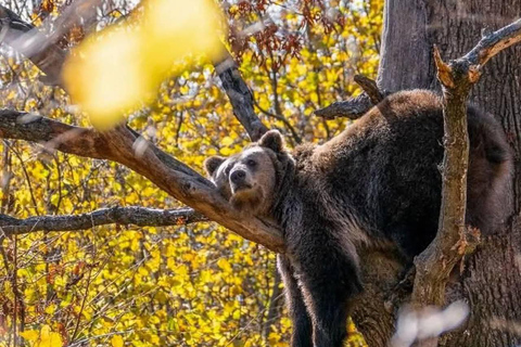 Cave Valley, Râșnov Fortress, Bran Castle & Bear Sanctuary