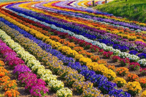 Tokyo: Mount Fuji & Pagoda & Oshino Hakkai & Lake Kawaguchi Route B : Mount Fuji & Hakone Private Customizable Day Trip