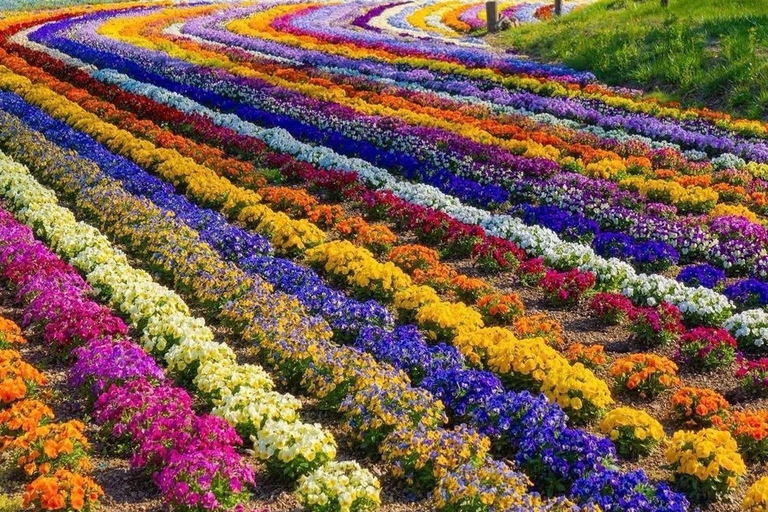 Tokyo: Mount Fuji & Pagoda & Oshino Hakkai & Lake Kawaguchi Route B : Mount Fuji & Hakone Private Customizable Day Trip