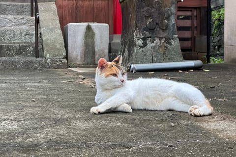 Cats & Hidden Alleyways: a Walking Tour in Nagasaki - Image 2