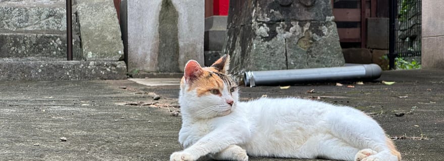 Nagasaki : visite à pied des ruelles cachées et découverte des chats locaux