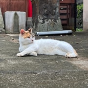 Cats & Hidden Alleyways: a Walking Tour in Nagasaki