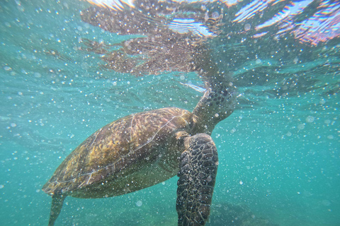 Mirissa: Thalaramba Beach Snorkeling Tour with Sea Turtles