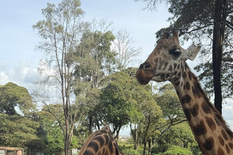 Nairobi: Giraffe Encounter With Feeding Experience