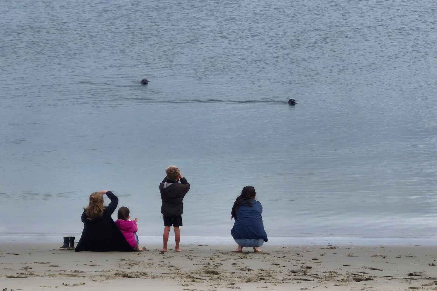 Zeeland Zeehonden strand safari NL/DE