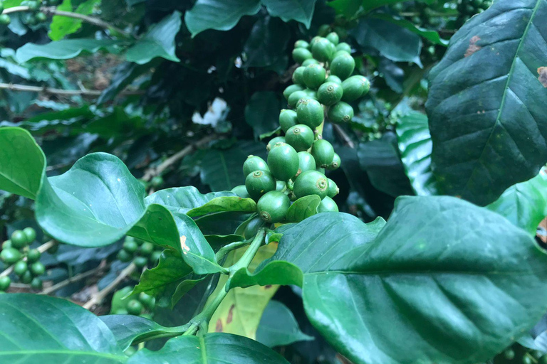 Huatulco: Pluma Hidalgo Coffee Origin and Essence.