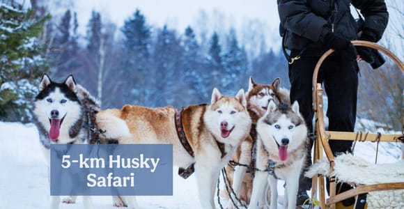 Levi: Magic Winter Trail 5 km Self-Drive Huskies Small Group
