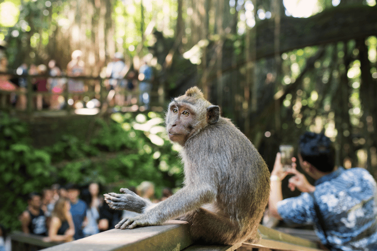 Bali: Ubud Rice Terraces, Monkey Forest & Waterfall Tour Full Package: All entry fees & lunch included