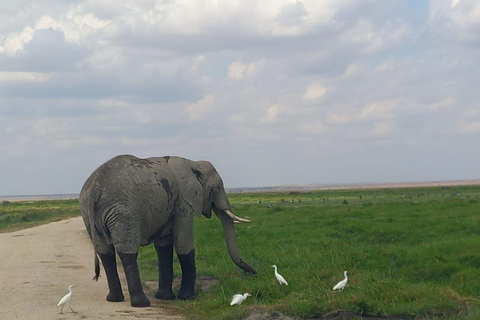 OVER NIGHT AMBOSELI PARK FROM NAIROBI BUDGET SAFARI.