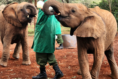 Visite de l'Orphelinat des éléphants et des Bomas du Kenya