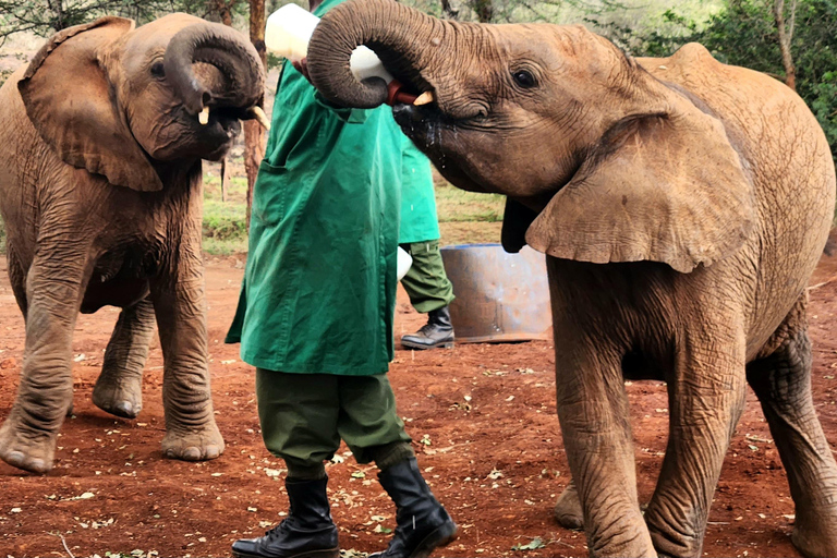 Visite de l'Orphelinat des éléphants et des Bomas du Kenya