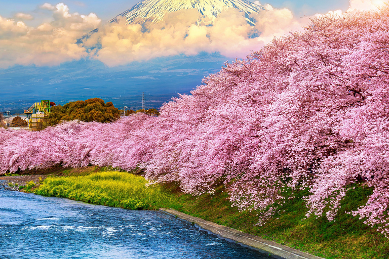 Tokyo To:Mount Fuji And Lake Kawaguchi Full Day Private Tour