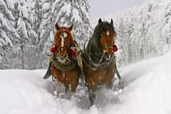 Krakau: Schneemobil- & Kulig-Tagestour nach Zakopane mit Abendessen