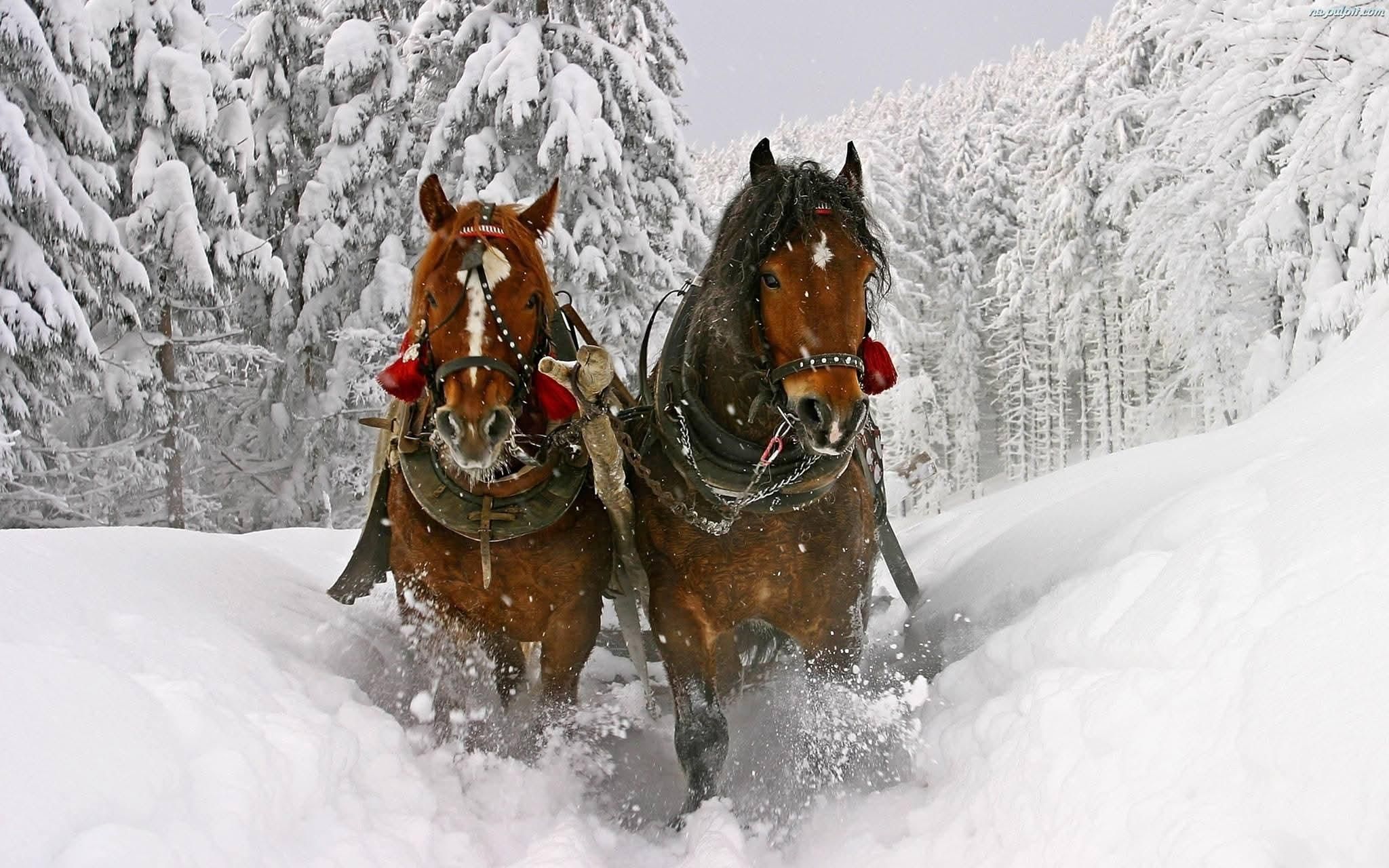 Krakau: Schneemobil- & Kulig-Tagestour nach Zakopane mit Abendessen