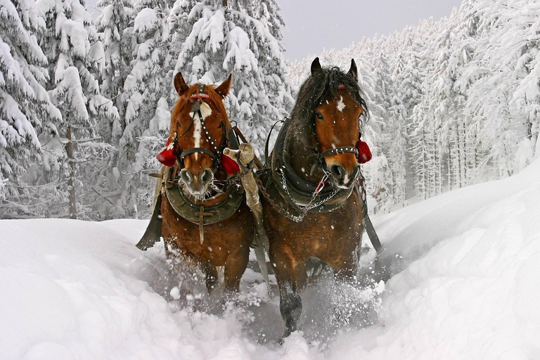 Krakow: Zakopane Snowmobile & Kulig Day Trip with Dinner