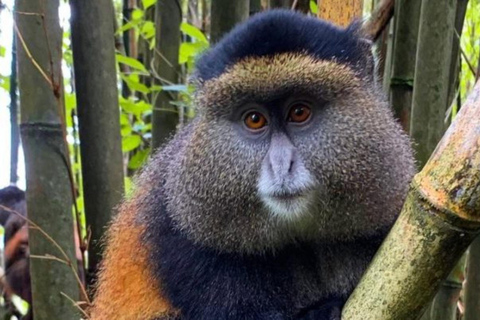 Kigali: Golden Monkey Trekking och transfer till Volcanoes ...