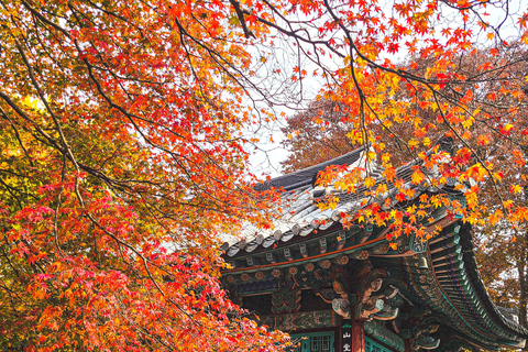 Seoul: Naejangsan National Park Autumn Foliage One Day Tour Shared Tour, Meet at Dongdaemun