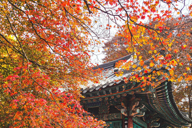 Seoul: Naejangsan National Park Autumn Foliage One Day Tour Shared Tour, Meet at Dongdaemun