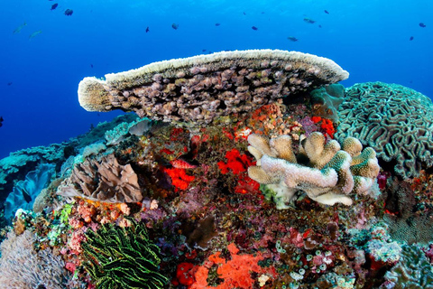 From Sharm: Ras Mohamed, White Island Snorkel & Dive & Lunch 1 Intro Dive Option Beginners & Professional