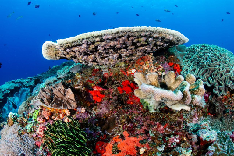 From Sharm: Ras Mohamed, White Island Snorkel & Dive & Lunch 1 Intro Dive Option Beginners & Professional
