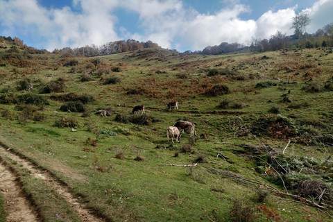 Puigsacalm and Puig dels Llops: the most spectacular route in La Garrotxa