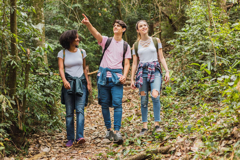 Ganztagestour Auckland City &amp; Rainforest Tour mit dem Auto