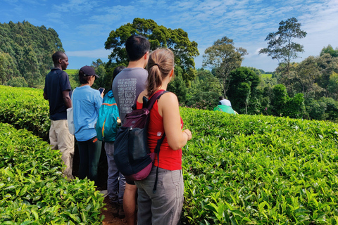 Nairobi: 1-dniowa wycieczka na farmę herbaty Teagoni