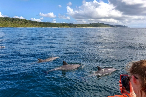 Alles in Einem - Delfine, Wale, Schnorcheln & Mittagessen an Bord
