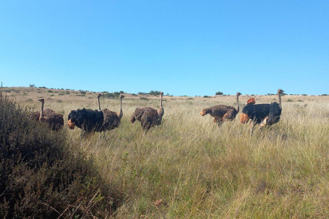 Johannesburg: Rhino & Lion Nature Reserve Half Day Tour