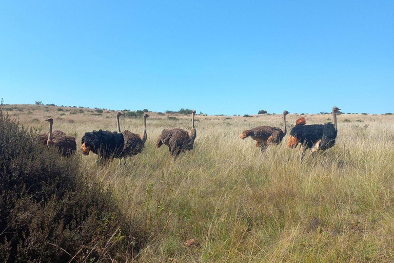 Johannesburg: Rhino & Lion Nature Reserve Half Day Tour