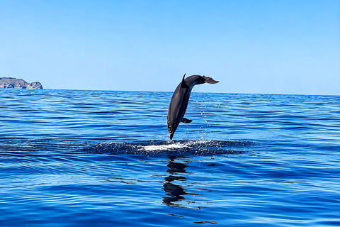 Can Picafort: Dolphin Watching Boat Tour with Swimming&caves Can Picafort: Dolphin Watching Boat Tour with Swimming stop