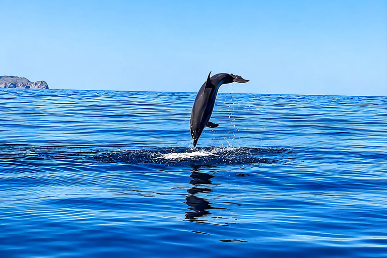 Can Picafort: Dolphin Watching Boat Tour with Swimming&caves Can Picafort: Dolphin Watching Boat Tour with Swimming stop