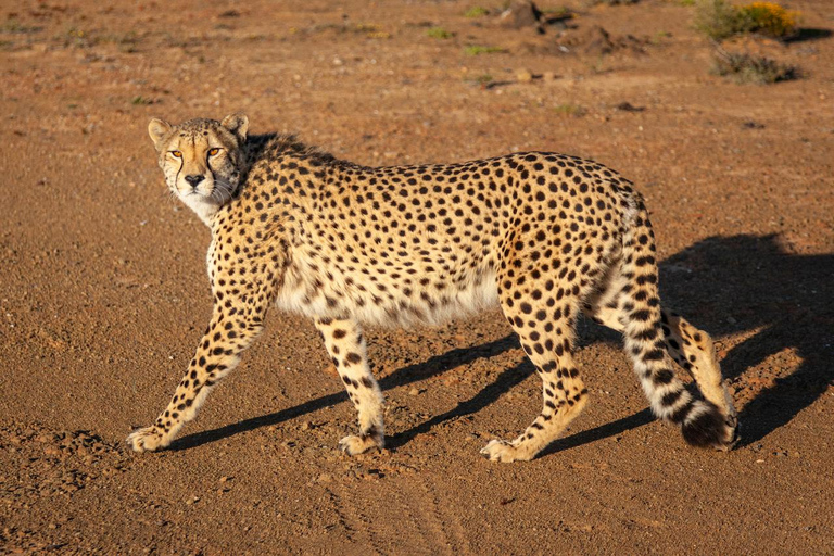 Cape Town: One-Day Safari with Game Drive & Lunch