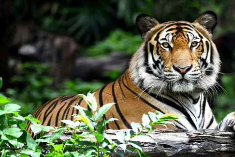 Da Jaipur: Safari nel Parco Nazionale di Ranthambore con trasferimenti