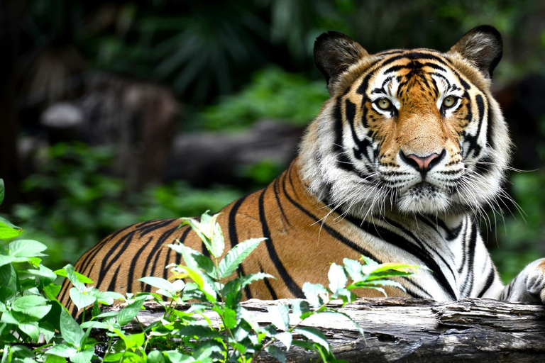 Depuis Jaipur : Safari dans le parc national de Ranthambore avec transferts