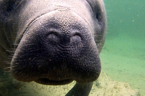 Orlando: Blue Springs Manatee Kayak Tour