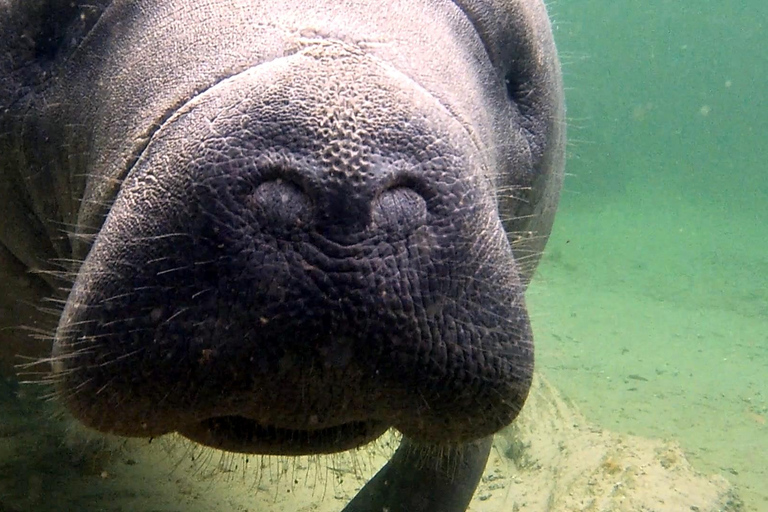 Orlando: Blue Springs Manatee Kayak Tour
