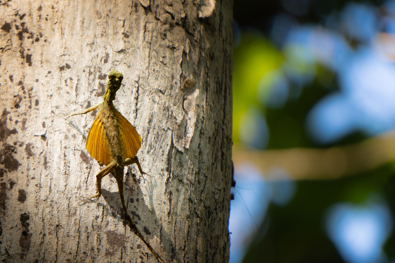 North Sulawesi, Bitung: Tangkoko Wildlife Adventure North Sulawesi, Bitung: Tangkoko Wildlife Cruise Excursion
