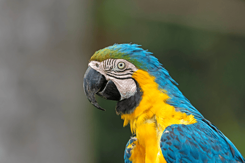 From Cusco: 3-Day Manu National Park Tour