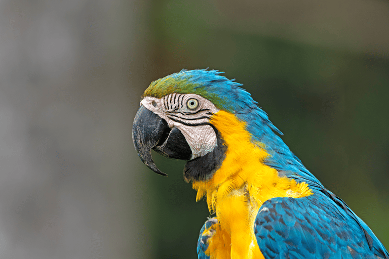 From Cusco: 3-Day Manu National Park Tour