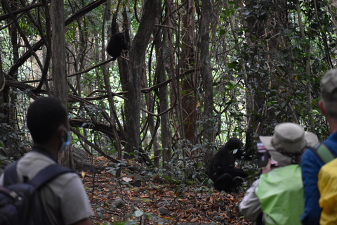 Uganda: Safari de 3 días en Chimpancé por el Parque Nacional de Kibale