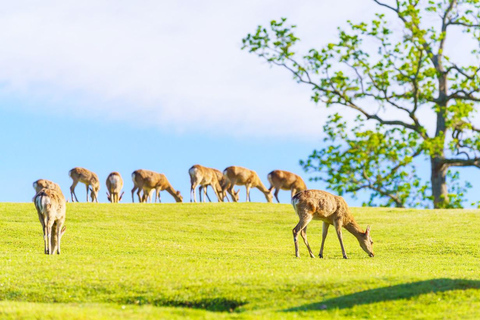 Kyoto/Osaka: Kyoto and Nara World Heritage Day Tour Trip from Kyoto Station 9:50AM