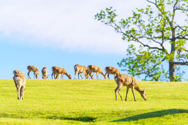 Kyoto/Osaka: Kyoto and Nara World Heritage Day Tour Trip from Kyoto Station 9:50AM